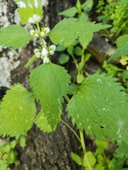 Lamium moschatum