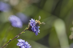 Apis mellifera