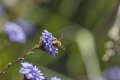 Apis mellifera
