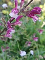 Salvia hierosolymitana