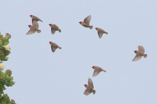 Red-headed Quelea (Quelea erythrops), photo 7