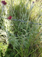 Helichrysum sanguineum