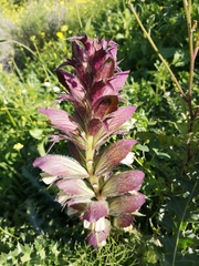 Acanthus syriacus