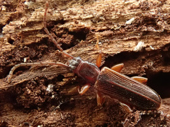 Dendrophagus crenatus