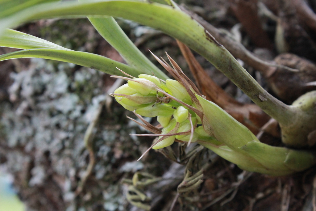 Coelia triptera