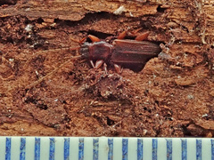 Dendrophagus crenatus