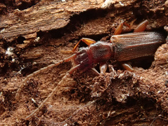 Dendrophagus crenatus