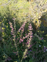 Salvia hierosolymitana