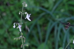 Equilabium laxiflorum