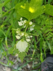 Lamium moschatum
