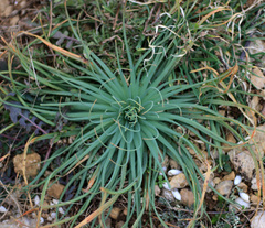 Asphodeline