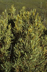 Grubbia tomentosa