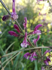Salvia hierosolymitana