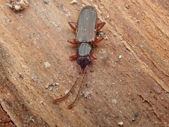 Dendrophagus crenatus