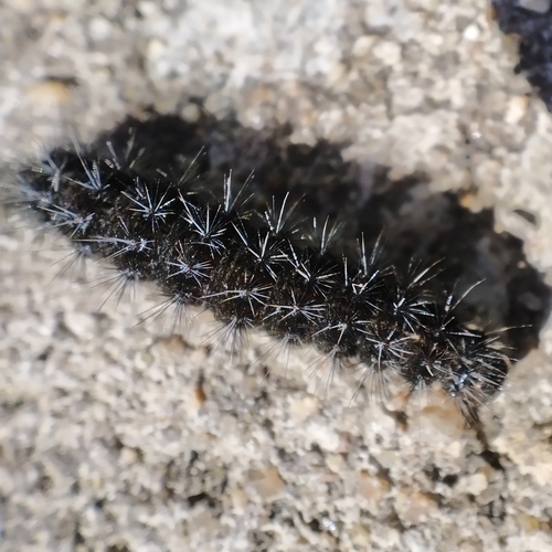 Coscinia chrysocephala