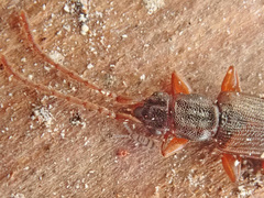 Dendrophagus crenatus