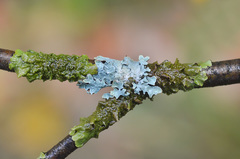 Melanohalea exasperata