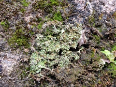 Bilimbia sabuletorum