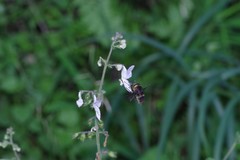 Equilabium laxiflorum