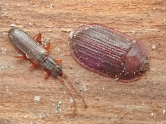 Dendrophagus crenatus