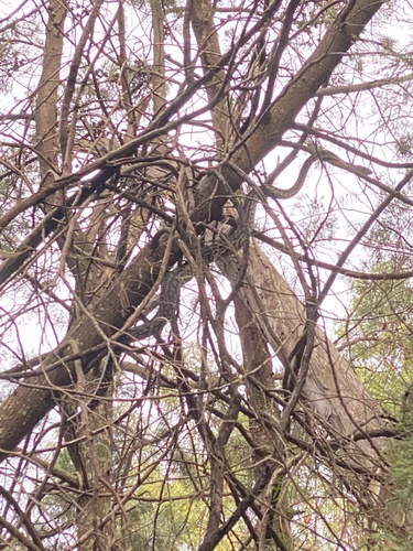 Inland Carpet Python sighting