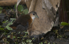 Laterallus melanophaius