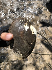 Glebula rotundata