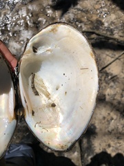 Glebula rotundata