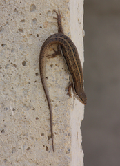 Heremites vittatus