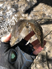 Glebula rotundata