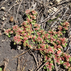 Euphorbia densiflora