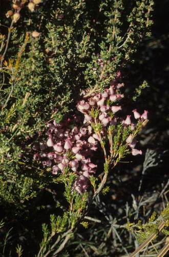 Image of Erica tenella by (c) Tom Lloyd Evans, some rights reserved (CC BY-SA)