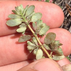 Euphorbia densiflora