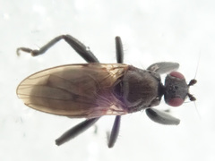 Crumomyia nitida