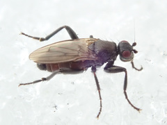 Crumomyia nitida