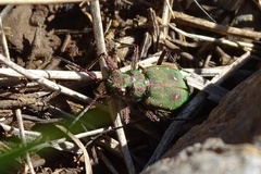 Cicindela campestris