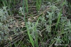 Mercurialis tomentosa