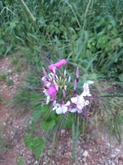 Cleome houtteana