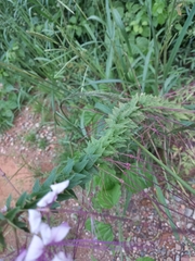 Cleome houtteana