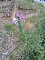 Cleome houtteana
