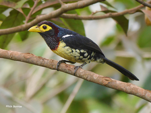 Eastern Yellow-billed Barbet
