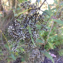 Buddleja parviflora