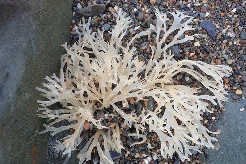 Irish Moss