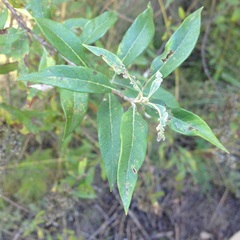 Buddleja parviflora