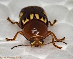 Cryptocephalus badius