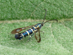 Carmenta engelhardti