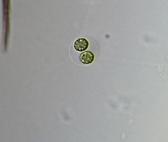 Sphaerocystis