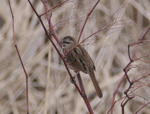 Song Sparrow photographed in New Hampshire