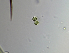 Sphaerocystis