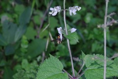 Equilabium laxiflorum